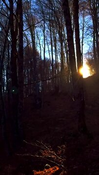 Nature, autumn forest, bare tree, blue sky and gleaming sun, vertical short video