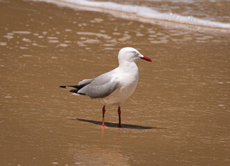 Silver Gull (Chroicocephalus novaehollandiae)
