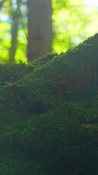 Nature, moss covered tree root, butterfly, sunny day in the forest, vertical short video 