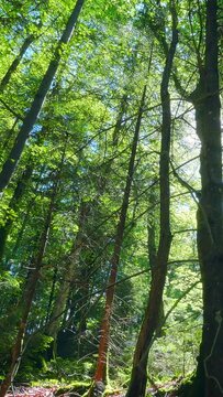Beautiful nature, pristine forest, shining sun through trees, vertical social media wallpaper
