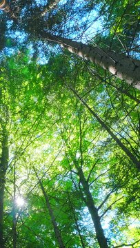 Nature, tall tree forest and blue sky, sunny day, low angle view, vertical short video