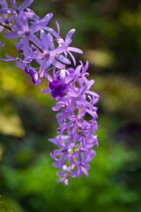 Obraz premium Queen's Wreath, Purple Wreath, Sandpaper vine, or Petrea Volubilis L in the family Verbenaceae beautiful indigo flowers. The petals are shaped like 5-pointed stars in the garden.