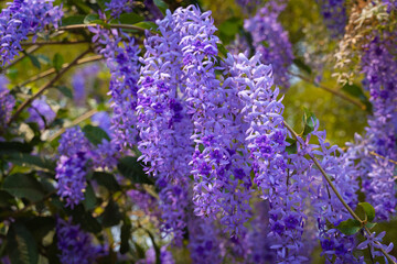 Queen's Wreath, Purple Wreath, Sandpaper vine, or Petrea Volubilis L in the family Verbenaceae...