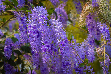 Queen's Wreath, Purple Wreath, Sandpaper vine, or Petrea Volubilis L in the family Verbenaceae...