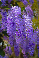 Queen's Wreath, Purple Wreath, Sandpaper vine, or Petrea Volubilis L in the family Verbenaceae beautiful indigo flowers. The petals are shaped like 5-pointed stars in the garden.