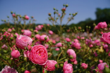 神代植物園、神代、植物園、公園、5月、花、日本、東京、植物、自然、バラ、ばら、薔薇、咲く、春、野外、空、青、ピンク、緑、ナチュラル、美しい、可愛い、可憐、綺麗、青空、晴れ、