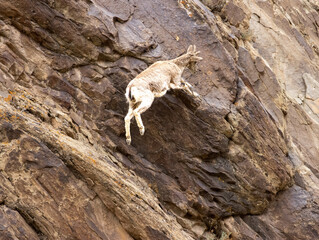 himalayan blue sheep on the cliffs jumping