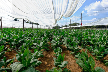 Tobacco plantation in the fertile valley of Vinales, Cuba. Green tobacco plants get protected by...