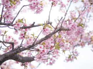 pink cherry blossom