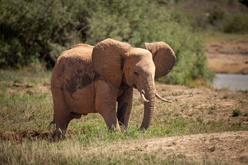 Naklejka na ściany i meble African elephant, in the savannah of Kenya. Beautiful animal photographed on a safari. He walks to a waterhole in the wilds of Africa
