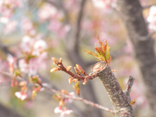 blooming tree