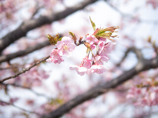 pink cherry blossom