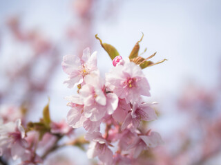 pink cherry blossom