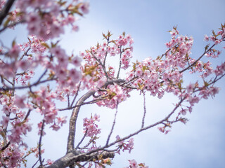 pink cherry blossom