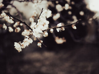 Ume
