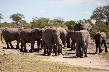 Fototapeta na wymiar African elephant, A herd of elephants moves to the next watering hole in the savannah of Kenya. Beautiful animals photographed on a safari to a waterhole in the great outdoors of Africa