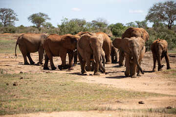 Naklejka na ściany i meble African elephant, A herd of elephants moves to the next watering hole in the savannah of Kenya. Beautiful animals photographed on a safari to a waterhole in the great outdoors of Africa