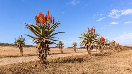 Fototapeten Dirt Road Aloe Plants Blue Sky Horizon Wilderness Scenic Landscape © ChrisVanLennepPhoto