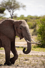 Fototapeta na wymiar African elephant, in the savannah of Kenya. Beautiful animal photographed on a safari. He walks to a waterhole in the wilds of Africa