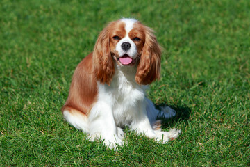 Dog breed king charles spaniel