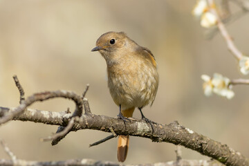 餌を見つけ覗き込む雌のジョウビタキ