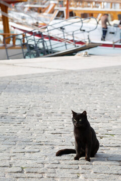 Black cat on the embankment