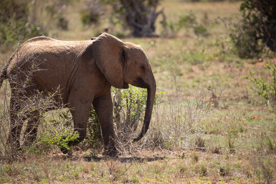 African elephant, in the savannah of Kenya. Beautiful animal photographed on a safari. He walks to a waterhole in the wilds of Africa