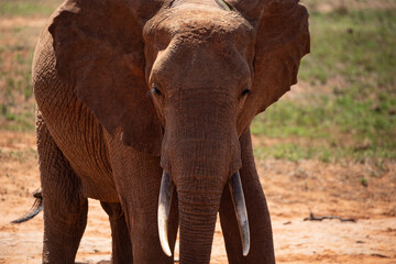 African elephant at a waterhole, single elephant drinks water in the Kenyan savannah. on a safari...
