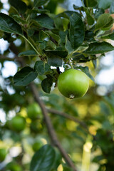 One green apple fruit on branch in garden