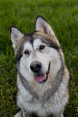 alaskan malamute dog smile portret after walk sit at field