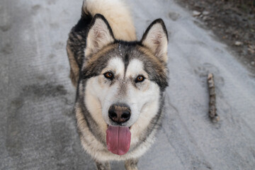 alaskan malamute dog portrait