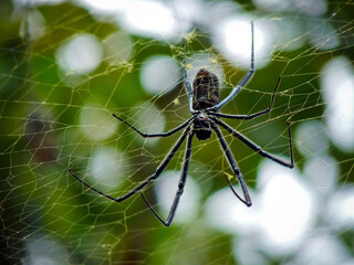 Close-up of a spider hanging on its web.