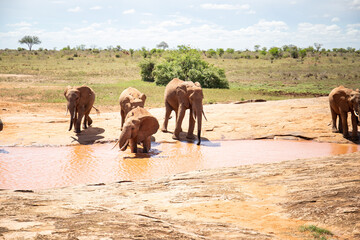 Fototapeta na wymiar African elephant herd at a waterhole, The elephant herd drinks water in the Kenyan savannah. On a safari in Tsavo East national park. landscape shot the so-called red elephants