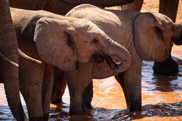 Fototapeta na wymiar A herd of elephants at a waterhole in Kenya with the famous red soil. Red elephants of all ages with babies teens and adults drink and fish in national park kenya africa