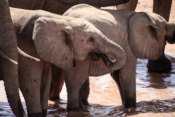 A herd of elephants at a waterhole in Kenya with the famous red soil. Red elephants of all ages with babies teens and adults drink and fish in national park kenya africa