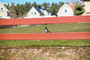 Obraz na płótnie Canvas Bird in Jönköping, Sweden