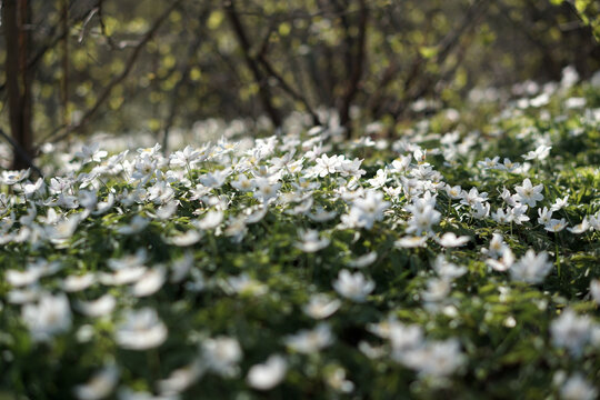 A close-up shot of vitsippa, a typical flower of Spring season in Sweden
