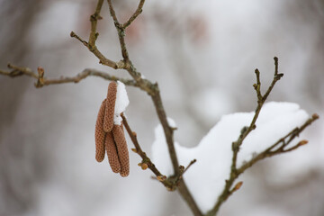 Hazel catkins on a tree branch covered with snow and ice. Forest in winter or early spring