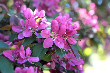 apple blooming  tree in the garden in summer