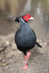 red winged blackbird