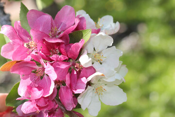 Obraz premium apple blooming tree in the garden in summer
