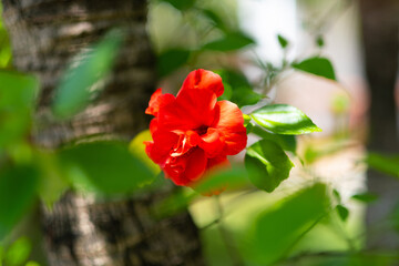 beautiful red flower on the territory of the hotel