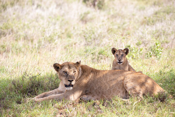 Fototapeta na wymiar Lion pride, lion family. Mother with her cubs or babies in a pack. The savannah of Africa in Kenya, Tanzania. sweet family life with young lions in the sun