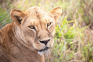 Close-up, portrait, of a lion. Female lion in the grass of the savannah of africa. Big eyes watchful look of a mother in the national park in Africa Kenya