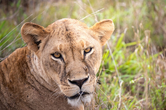 Close-up, portrait, of a lion. Female lion in the grass of the savannah of africa. Big eyes watchful look of a mother in the national park in Africa Kenya
