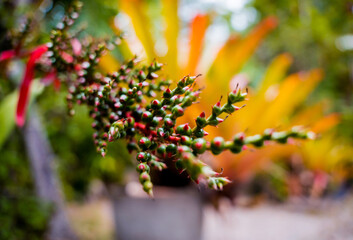 Green leafs on blurred background in garden.