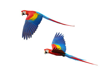 Parrot bird scarlet macaw  isolated on white background. This has clipping path.