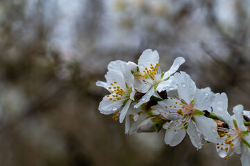 Detail of white almond blossoms with yellow stamens after the rain