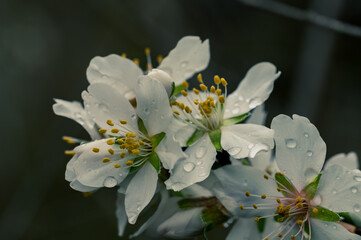 Detail of white almond blossoms with yellow stamens after the rain