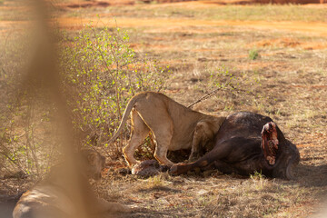 a female lion mauling a water buffalo in the wild. After hunting and eating on safari. Lions in a...